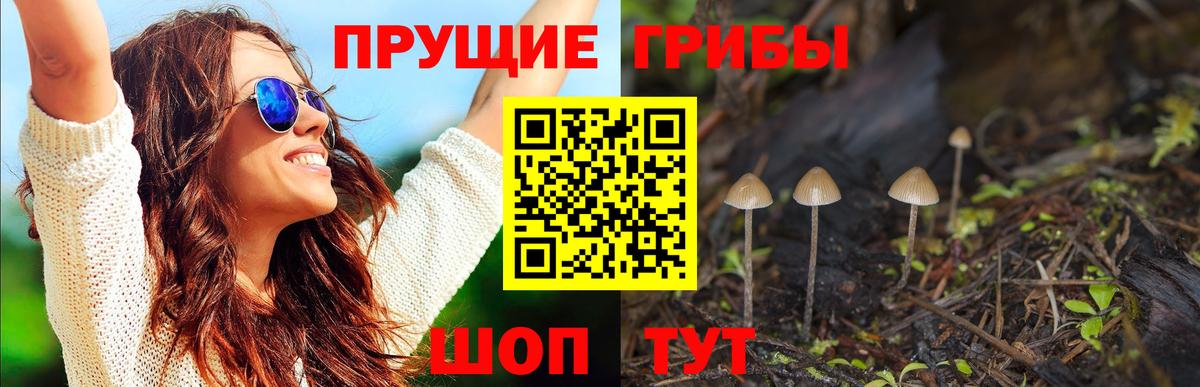 Асино  Псилоцибиновые грибы Psilocybine cubensis  Вход с VPN  Псилоцибиновые грибы Psilocybe 